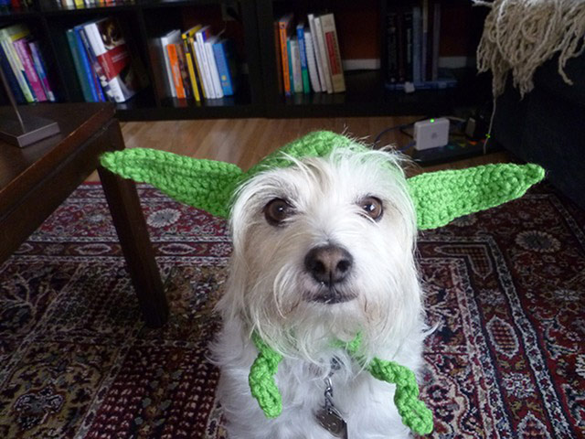 Halloween pets: dog dressed as yoda