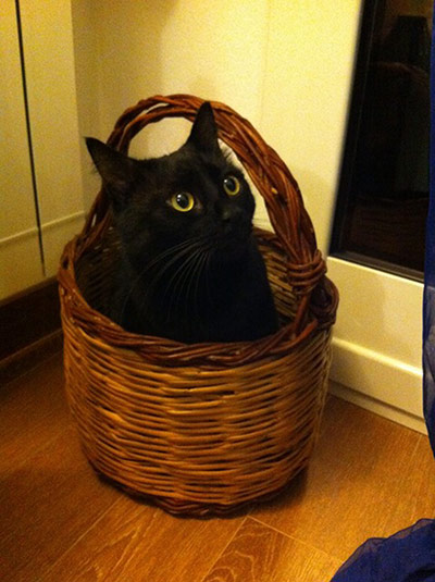 Halloween pets: cat in a basket