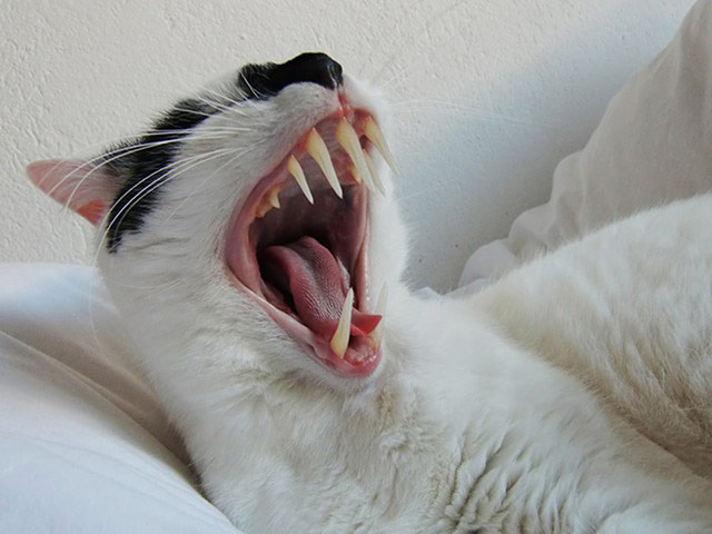 Halloween pets: cat with very sharp teeth