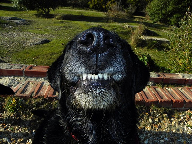 Halloween pets: dog baring its teeth