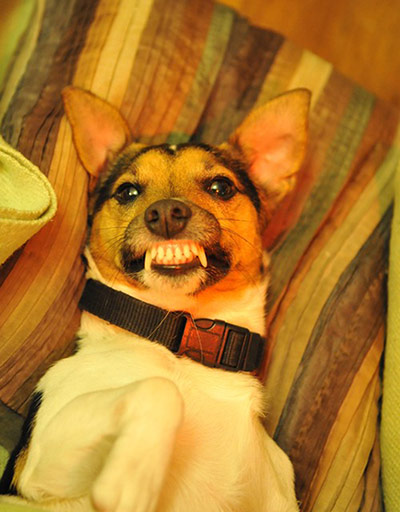 Halloween pets: dog baring its teeth