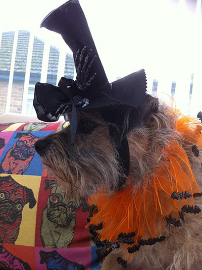 Halloween pets: dog wearing a top hat
