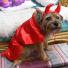 Halloween pets: dog dressed as a devil