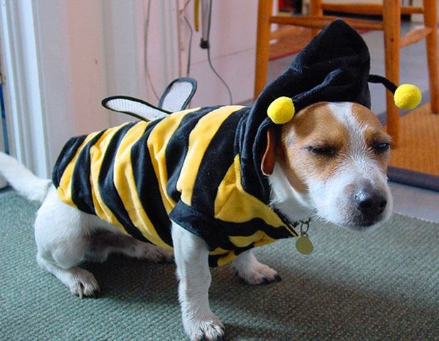 Halloween pets: dog dressed as a bee