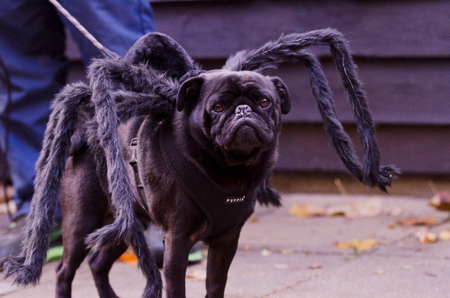 Halloween pets: dog dressed as a spider