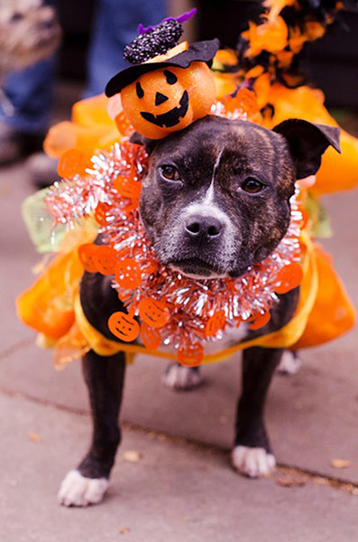 Halloween pets: dog dressed in halloween clothes