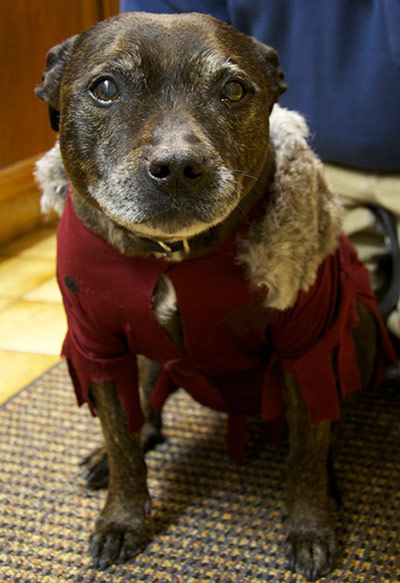 Halloween pets: dog in medieval dress