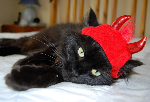 Halloween pets: cat dressed as devil