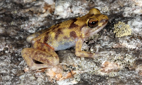 The blotched boulder-frog was among three new vertebrate species discovered in Cape Melville, Australia