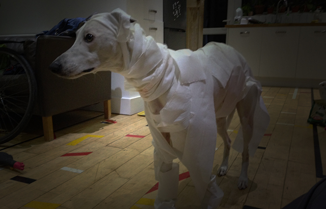 Halloween pets - whippet mummy
