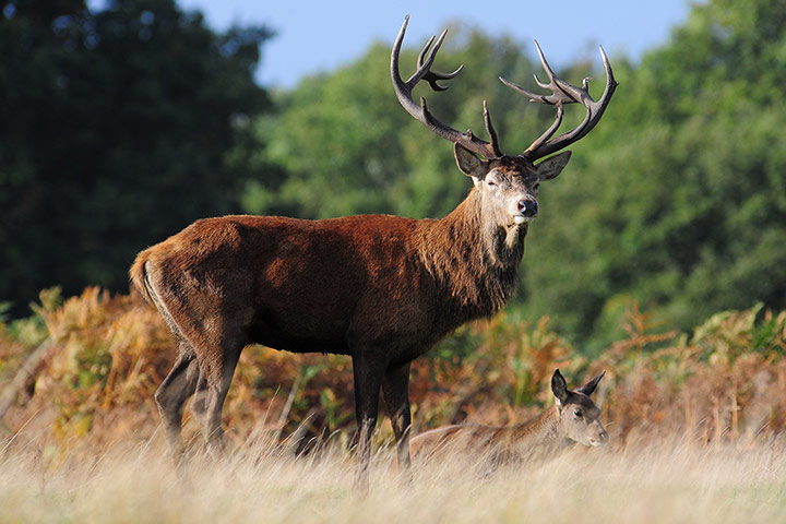 Week in wildlife: Deer roam wild in Richmond Park