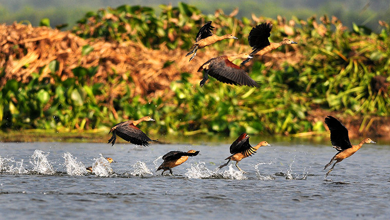 Week in wildlife: Whistling Teal take flight at Deepor Beel Wildlife Sanctuary