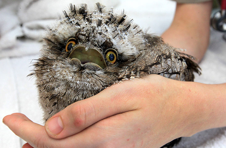 Week in wildlife: Tawny Frogmouth in Queensland, Australia