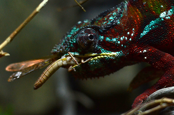 Week in wildlife: A panther chameleon at Madrid Zoo