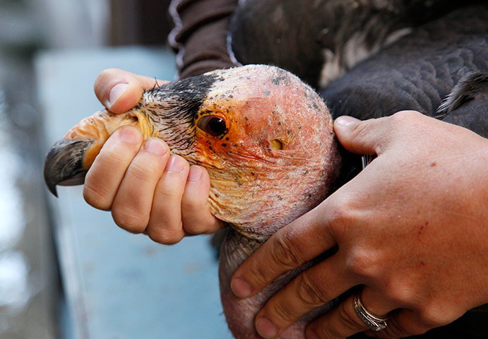 Week in wildlife: California condor is tested for lead toxicity