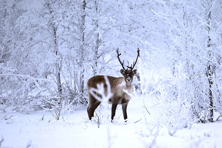 Week in wildlife: Reindeer seen In Lapland, Finland
