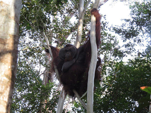 Week in wildlife: Orangutans released into their natural habitat