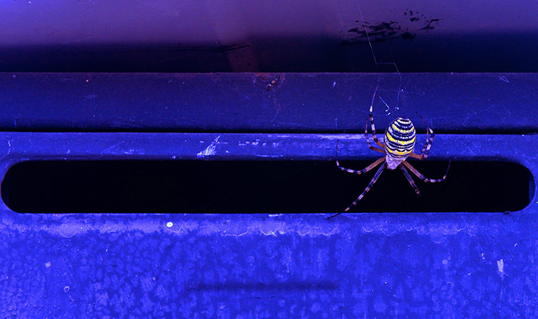 Week in wildlife: Spider weaves its web over unused mailbox