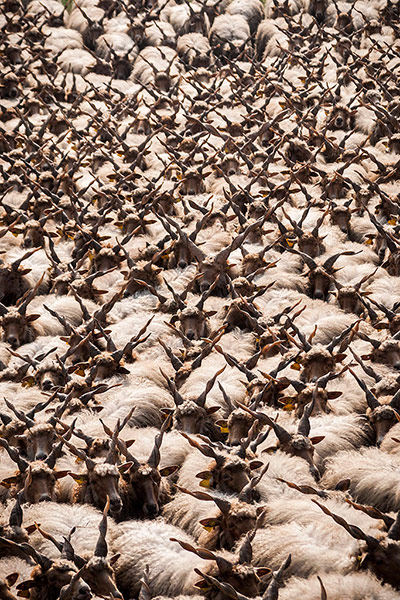 Week in wildlife: Traditional sheep driving in Hungary