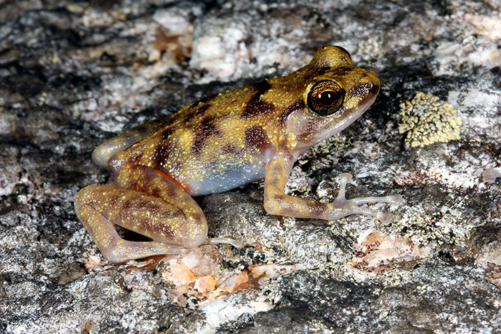 Week in wildlife: Boulder-dwelling frog found in Australia