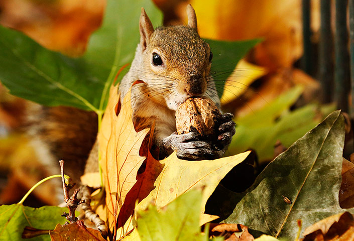 Week in wildlife: A squirrel eats a nut at St James's Park in London