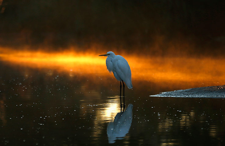 Week in wildlife: An Egret sits in a canal on Assateague Island