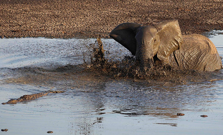Week in wildlife: Young elephant and crocodile at Hwange National Park