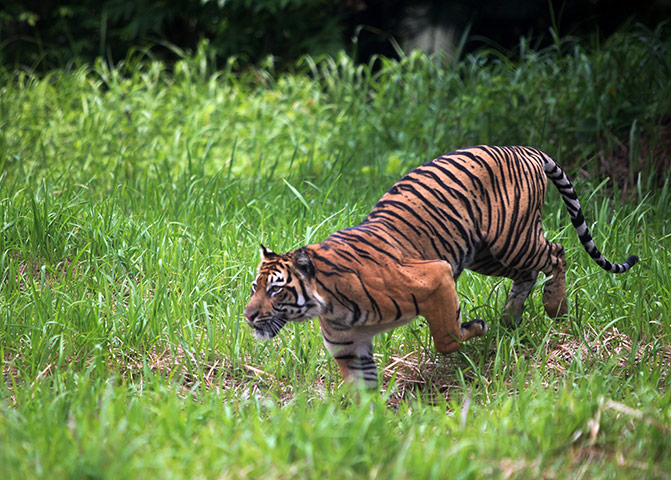 Week in wildlife: A Sumatran tiger stalks its prey in Indonesia
