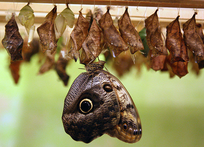 Week in wildlife: A kaligo memnon butterfly emerges from its chrysalis