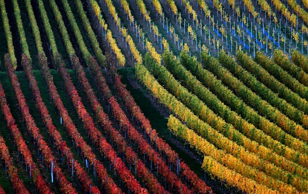 A stunning range of Autumn colours captured in this view of vineyards near Marktbreit, Bavaria, Germany