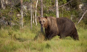 Man, 80, fights bear, falls off cliff – and survives