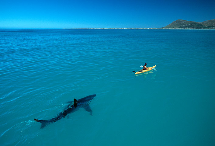 Sharks: Sharks great white