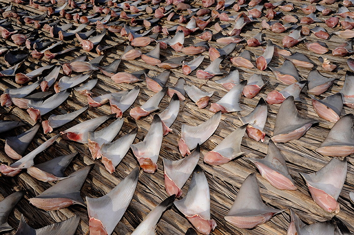 Sharks: Sharks fins