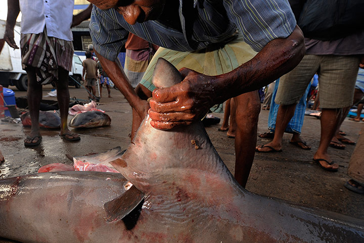 Sharks: Sharks bull shark butchered