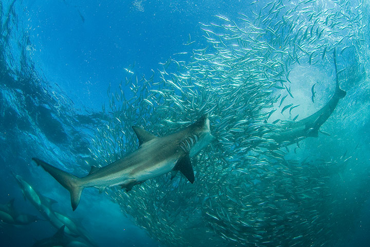 Sharks: sharks bronze whaler shark