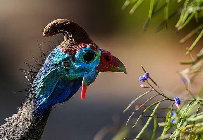 Week in Wildlife: Kirstenbosch botanical garden