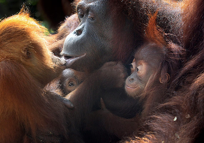 Week in Wildlife: Two under a year old baby Bornean orangutans