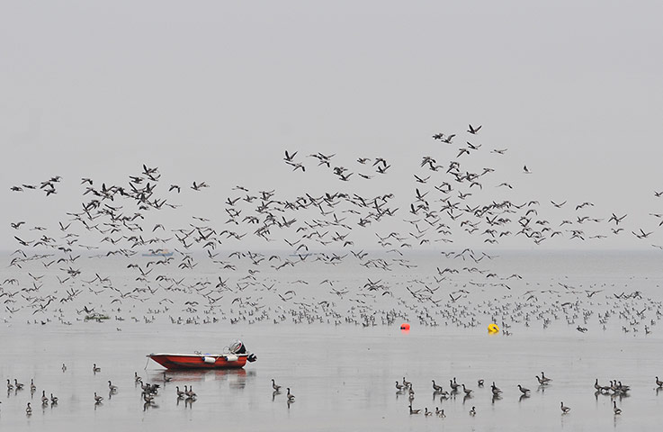 Week in Wildlife: Brent Geese Gather At Two Tree Island