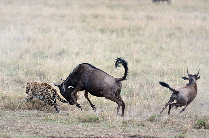 Week in Wildlife: Mother wildebeest saves calf from leopard attack
