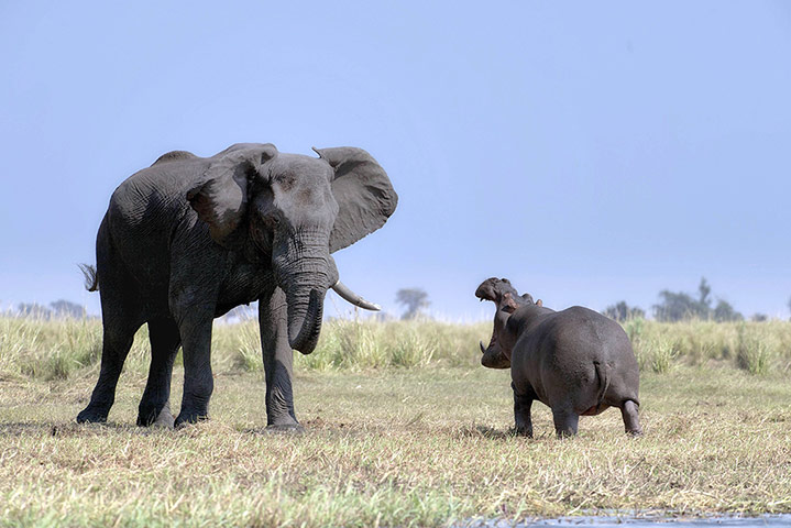Week in Wildlife: Hippopotamus defends territory from elephant