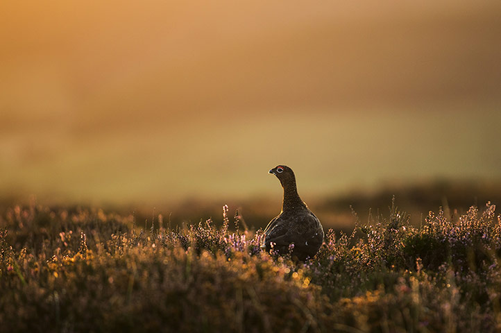 Week in Wildlife: Autumn Colours In The North Yorkshire Moors