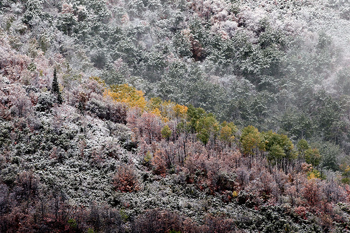 Week in Wildlife: Aspen trees