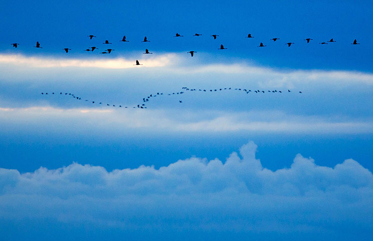 Week in Wildlife: Cranes in Germany
