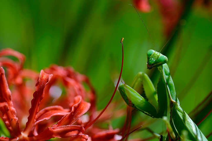 Week in Wildlife: A European Mantis (Mantis religiosa)