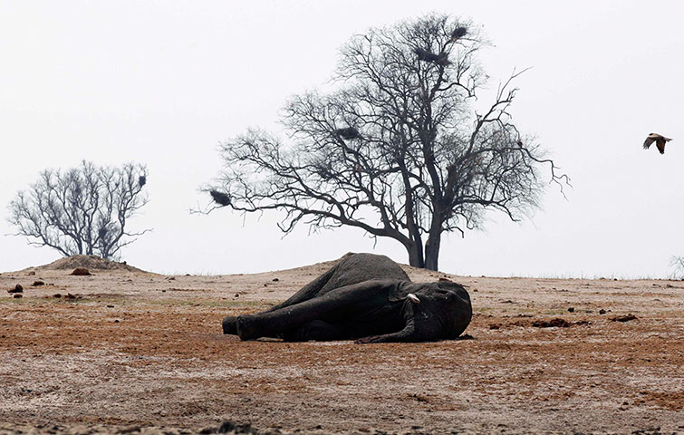 Week in Wildlife: carcass of an elephant in Zimbabwe's Hwange National Park