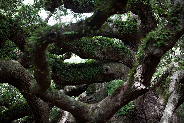 Week in Wildlife: Resurrection fern grows on the Angel Oak tree in Charleston, South Carolina