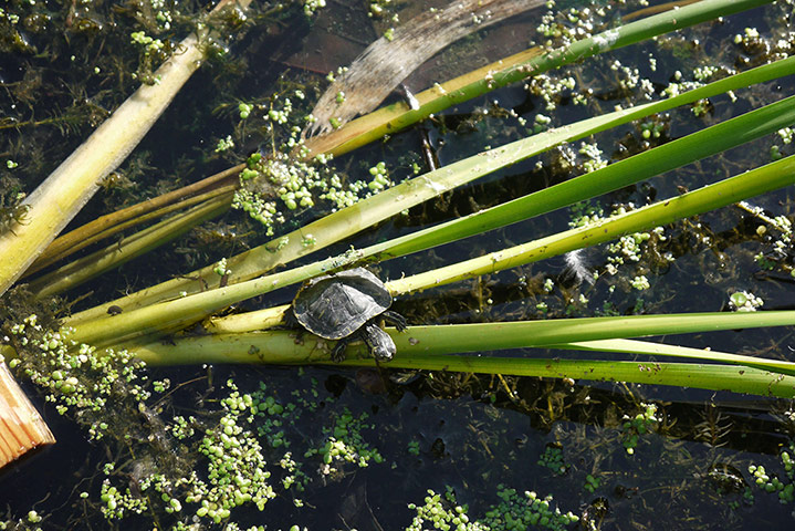 Week in Wildlife: Hot summer sparks terrapins warning