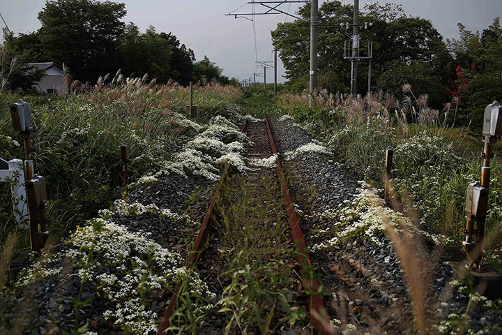 20 Photos: Wild flowers over a train line in the evacuated town of Namie in Fukushima