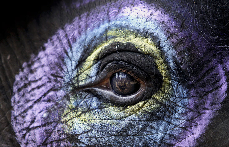 20 Photos: A decorated elephant stands at the Nandankanan Zoological park on the outsk
