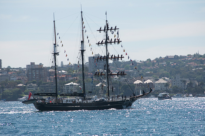Fleet day three: Tall ships in Sydney Harbour